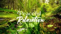 Beautiful Relaxing Music - Soothing Instrumental Music, Stress Relief, Claming Music, Sleeping Music