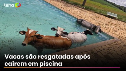 Quatro vacas caem em piscina de clube em Minas Gerais