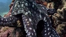 Octopus wanted to grab camera