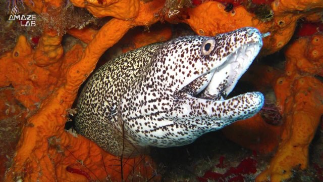 X-Ray Footage Captures a Baby Eel Escaping a Fish’s Stomach Through Its Gills