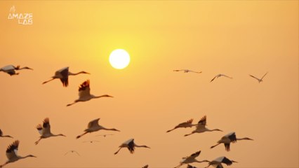 These Parrots Learned to “Speak Two Languages” — and It’s Helping Save Their Species