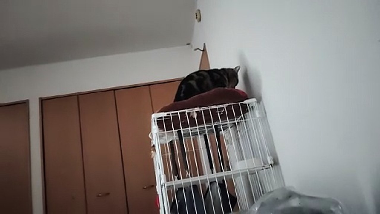 ふみふみミア3