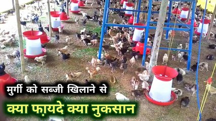 BSF लारवा मुर्गी को कैसे खिलाऐ | desi murgi palan | desi murgi farm business