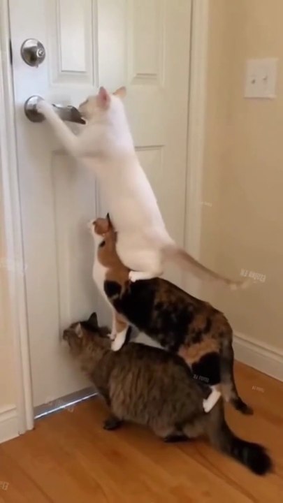 Cats team up to open a door #viral #cat #trending #trend #for you #fy#new#catvideos#cats