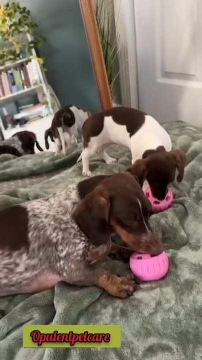 🔥 Dogs are obsessed with this!Limited stock — shop now