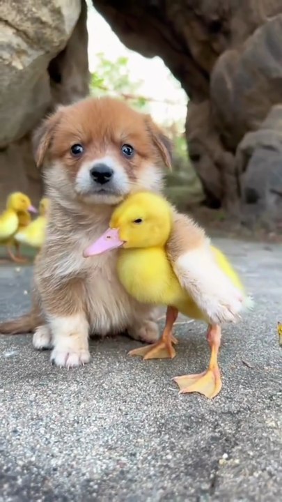Watch heartwarming vedio of cute puppies and duckling bonding perfect for animals lover and dog of cute ness🐩🦆