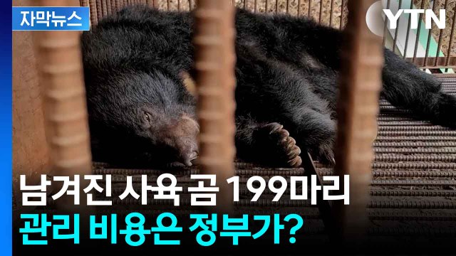 [자막뉴스] 농가에 남겨진 사육 곰 199마리...사육 금지 협약에도 여전한 처지 / YTN