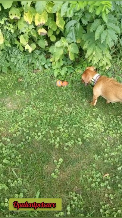 🛑 This ball = instant dog happiness 🐶💥 Tough chew • Crazy bounce👉 Buy now!