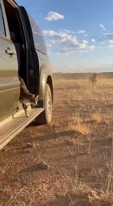 No One Expected This… Lion Saves Cat from Deadly Jungle Attack 😲