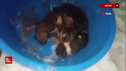 Hatay'da donmak üzere olan yavru köpekler kurtarıldı