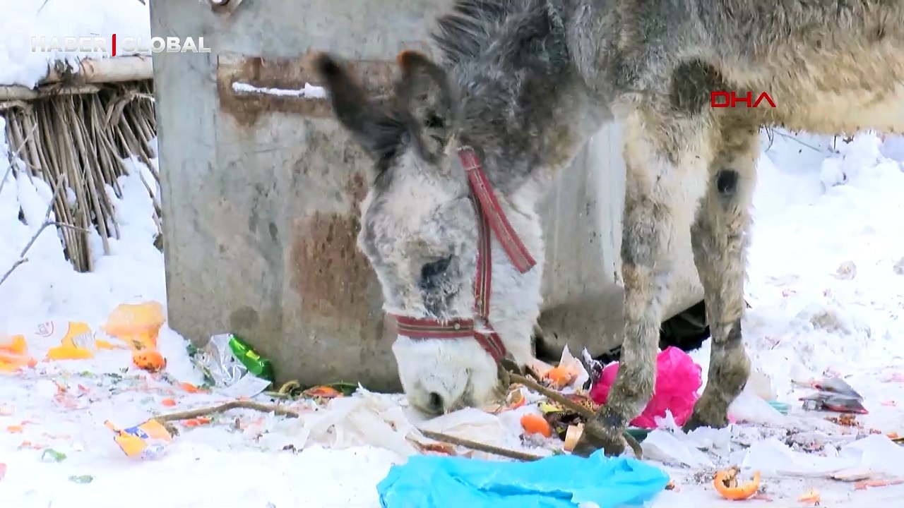 Muşlu yerel sanatçı dondurucu soğukta kışın ölüme terk edilen at ve eşeklere bakıyor