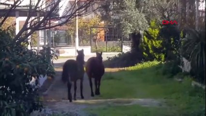 Aydın'da aç kalan yılkı atları, şehir merkezine indi