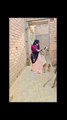 Most Funny and comedy animals clips. viral trendingpost trendingreel trendingvideo