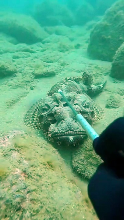 Most poisonous fish underwater