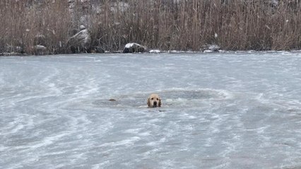 Cane intrappolato in uno stagno ghiacciato, il salvataggio commuove il web