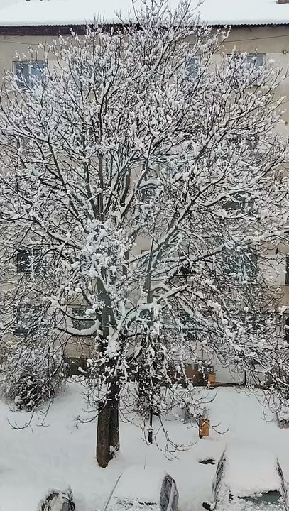 Tree covered in snow