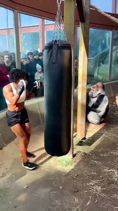 Bodybuilder vs Gorilla 💥 One Punch Shocked Everyone  Ultra-Realistic Zoo Scene