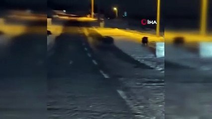 Aç kalan yaban domuzları yerleşim yerine indi