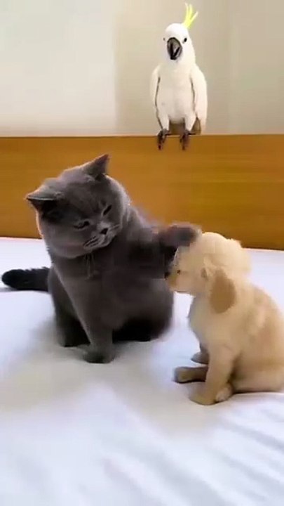 Funny animals