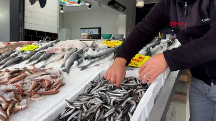 'Karadeniz’de yoğun av baskısı sonucu hamsi Gürcistan’a göç etti'