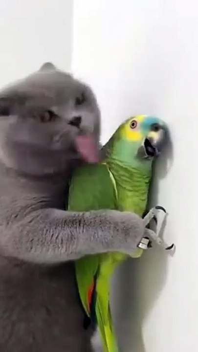 Cold-hearted love is real 😂__talkingparrot _parrots _parrotlover _babylove