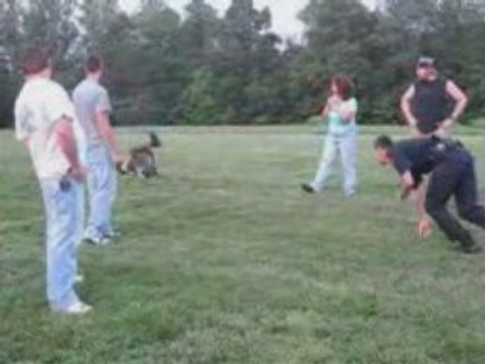 Exercice brigade cynophile américaine