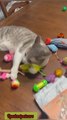 Why choose one toy when you can have 20? 🐾Smart choice for smart cat parents 🛒