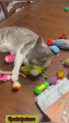 Why choose one toy when you can have 20? 🐾Smart choice for smart cat parents 🛒