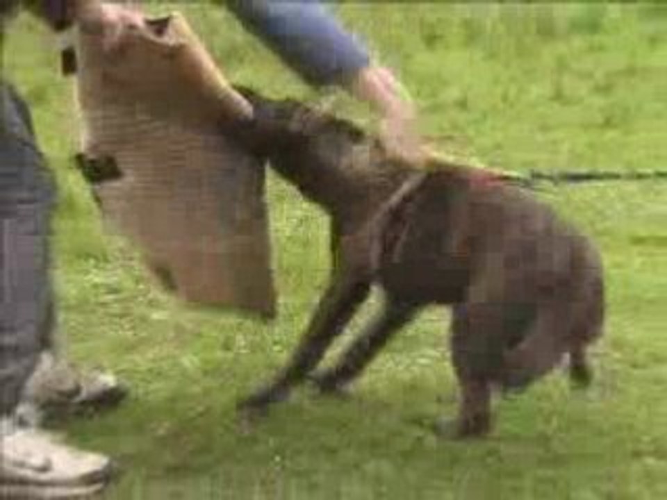 Hollandais mordant mai 2008