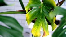 10 Reasons Why Your Monstera’s Leaves Are Turning Yellow