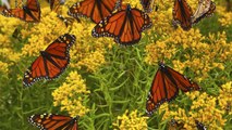 10 Ways to Attract Even More Butterflies to Your Flower Garden
