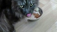 Funny Cat Video :) Dinner Time #cat #food #dinner #viral #fyp