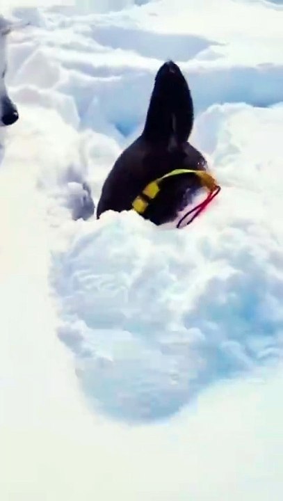 funny video