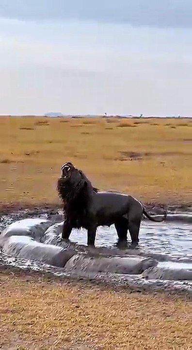 Can_the_rhino_successfully_rescue_the_antelope_from_the_lion’s_attack__🦏🦌🦁❓_#rescue_#danger_#lion(360p)