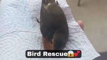 Gentle soul saves an injured bird after it crashes into a window