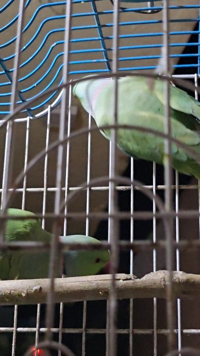Green Parrot Talk With Guru Voice