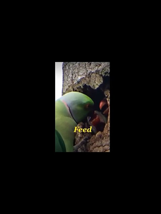 Parrot Talking And Budgie