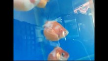 Ping Pong Pearlscale Goldfish