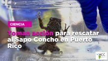 Toman acción para rescatar al Sapo Concho en Puerto Rico