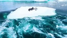 Anjing laut yang tengah tidur di bongkahan es tak menyadari bahaya datang.   Sekelompok paus orca mendekat dengan strategi cerdas: mereka menciptakan gelombang untuk menjatuhkan mangsanya dari es.