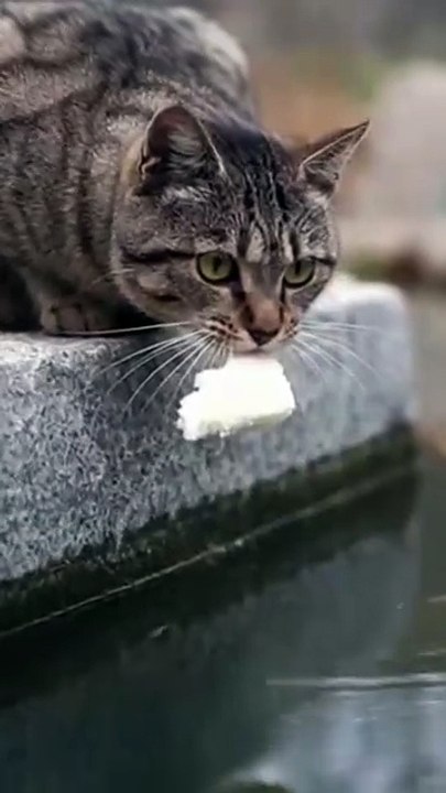 Where cat use brain!