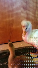 LEMONGRAB BOOTY TUFT. THAT IS ALL. | #SparklegleamFarm #Lemongrab #homestead #geese #farmanimals #soft #cute