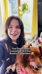 Two Great Danes Take On NYC Apartment Living _ The Dodo
