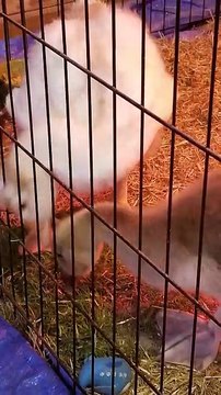 Getting started in the morning with Tooey and Lemongrab. | #SparklegleamFarm #Lemongrab #Tooey #farm #geese #farmanimals #soft #cute