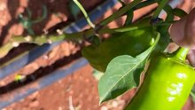 Harvesting three-nosed peppers in an open field.