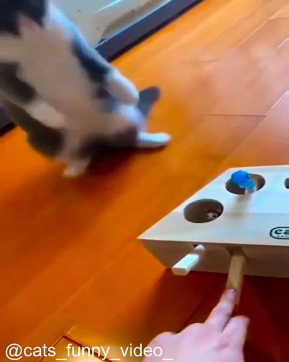 Videos de Drole de chat_1753900742