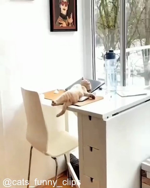 Vos Chats Vont Adorer Ces Vidéos_1754241392