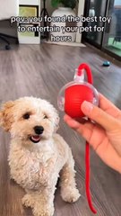 STOP 😺Bored pet at home?This bite-resistant toy ball brings instant fun 👉 Shop now on our website