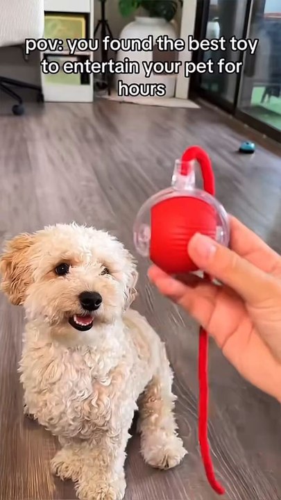 STOP 😺Bored pet at home?This bite-resistant toy ball brings instant fun 👉 Shop now on our website