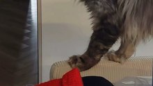 It Is Saturday Night - Stop Working Human :) #cat #weekend #funnycats #cutecats #funny #viral